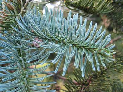 ABIES PROCERA GLAUCA