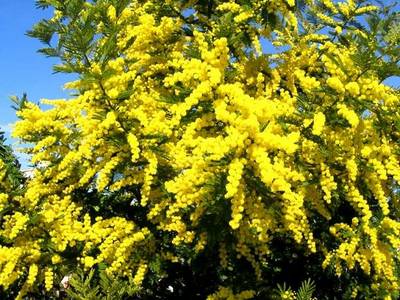 ACACIA DEALBATA GAULOIS ASTIER