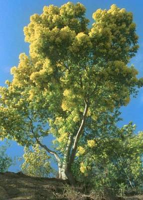 ACACIA DEALBATA DINNESTO